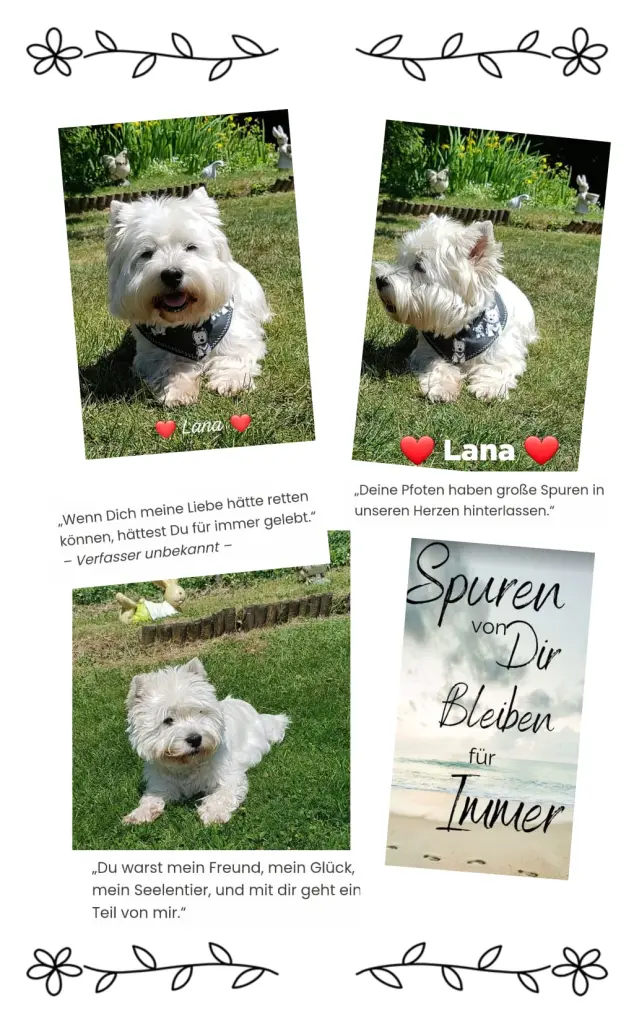 Image from Lana