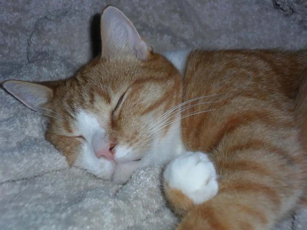 Andachtsbild von Beate mit Elvis, Baby, Presley und Priscilla im Herzen❤❤❤❤