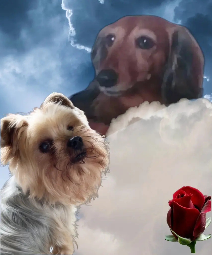Condolence image of oli