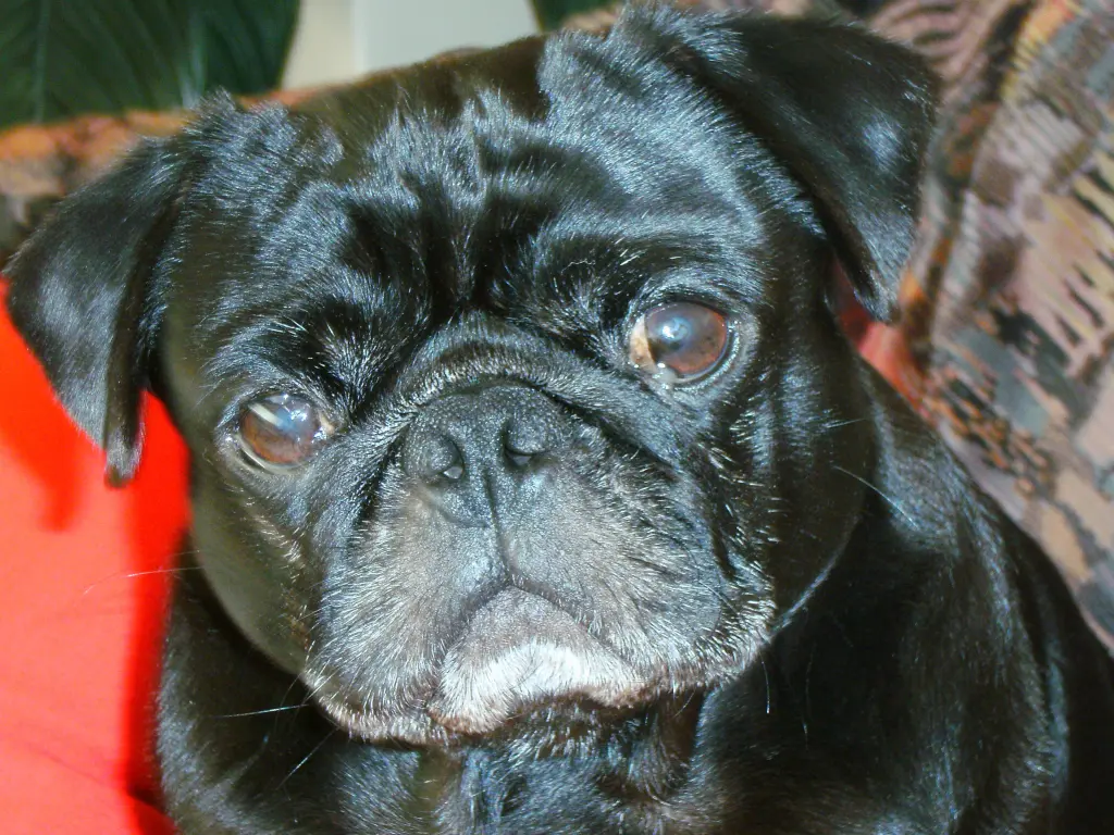 Condolence image of Cornelia mit Bruno & Barni im Herzen