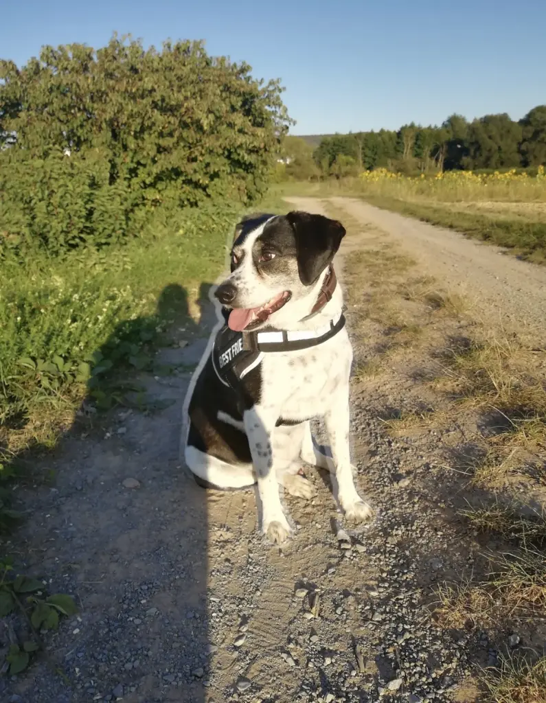 Image from Mudi
