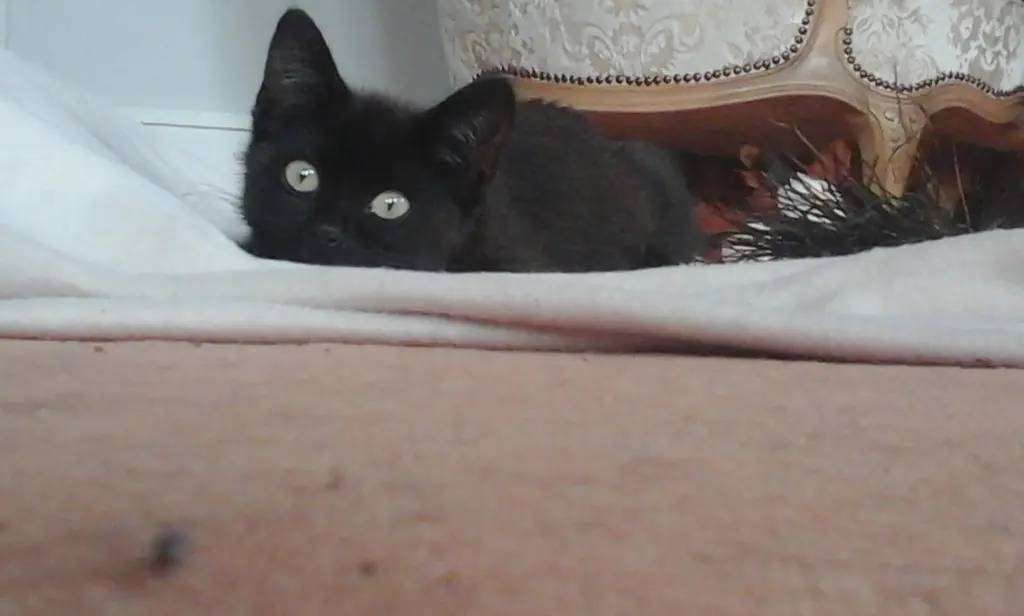 Bild von Elvis