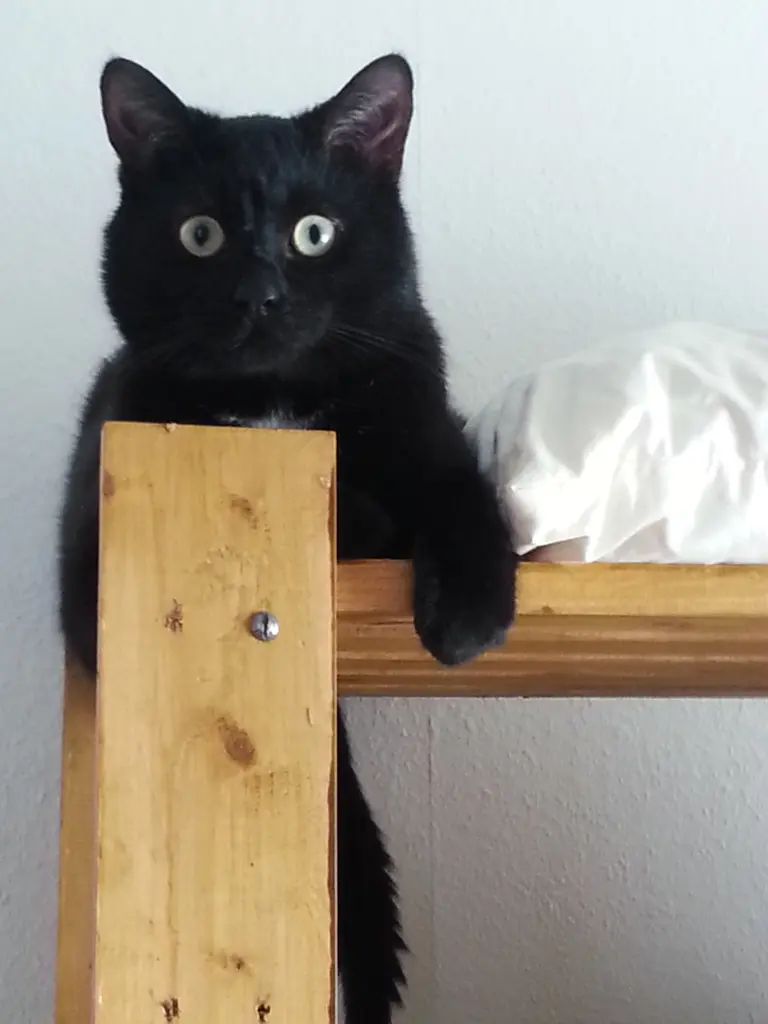 Bild von Elvis