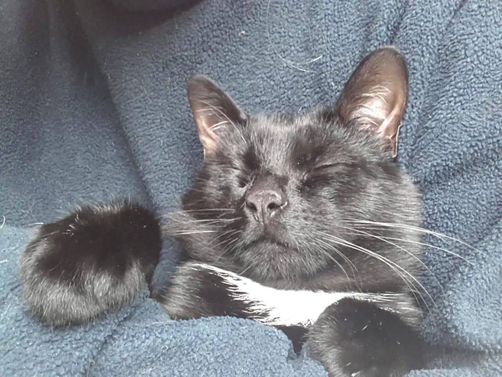Bild von Elvis