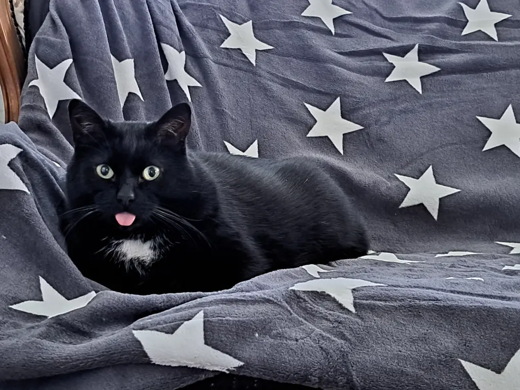 Bild von Elvis