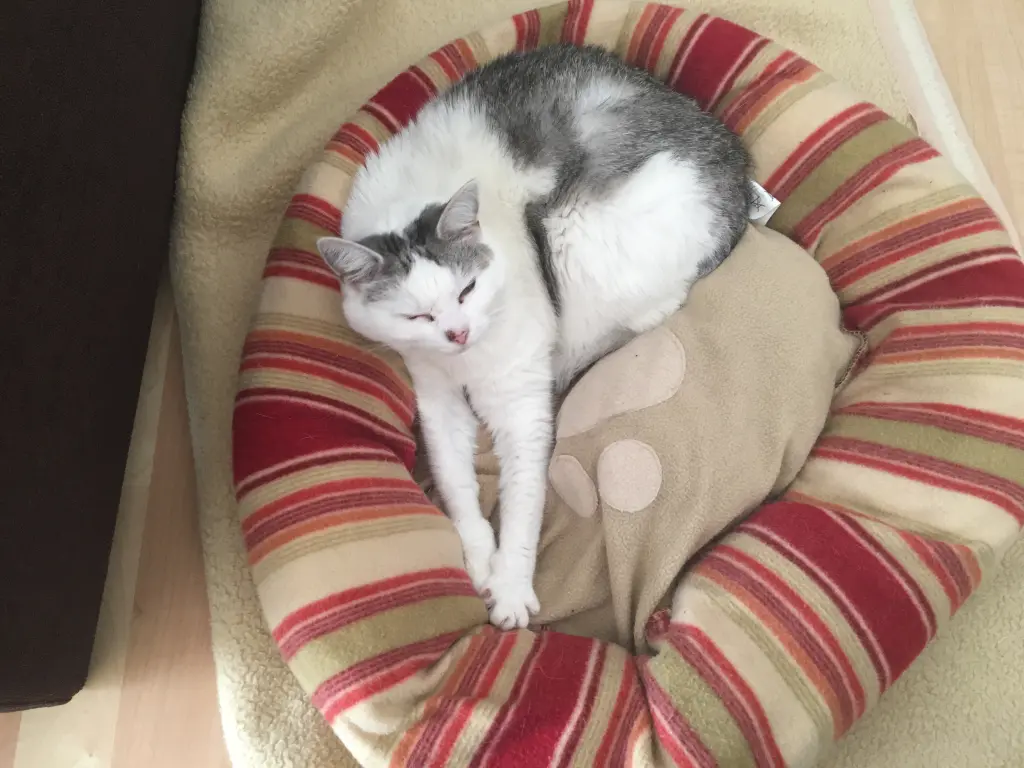 Image from Momo