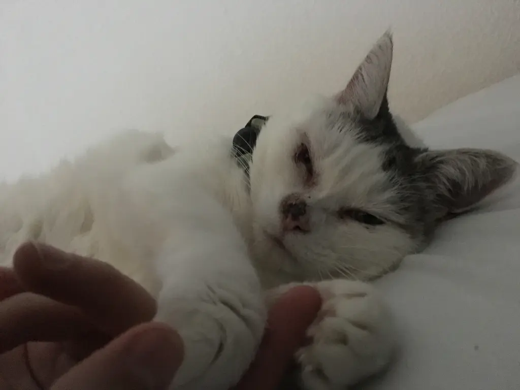 Image from Momo