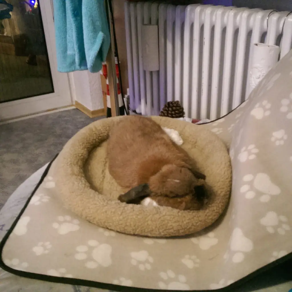 Andachtsbild von Andrea mit Schnuffi tief im ❤