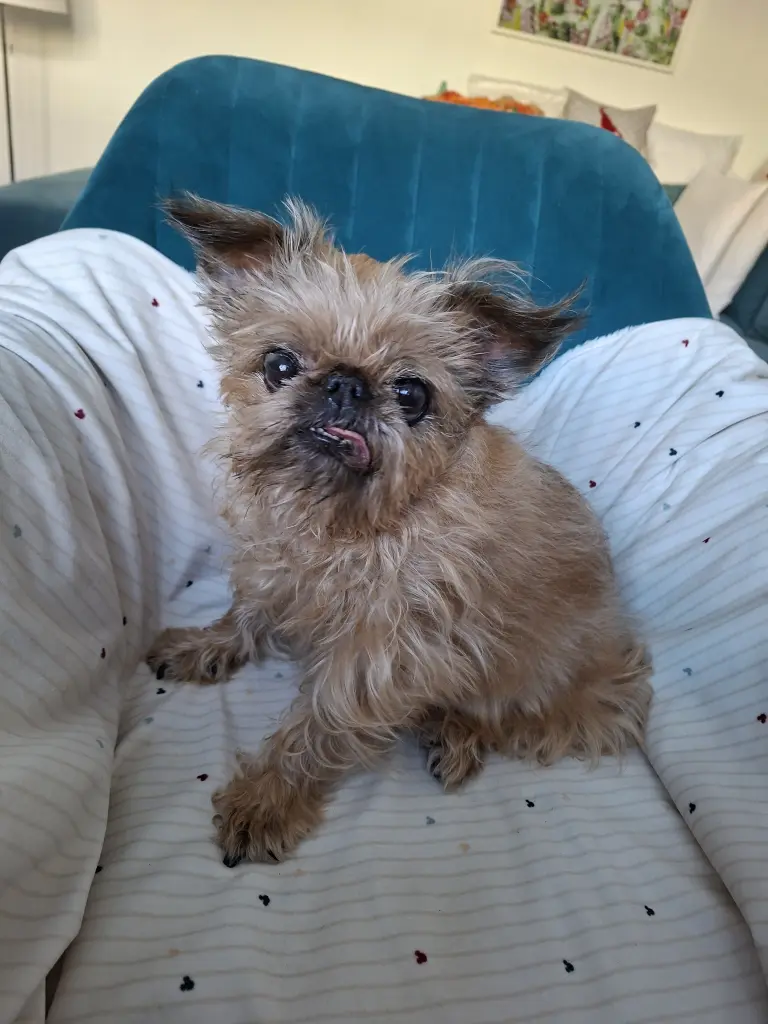 Image from Pebbles / Peppi