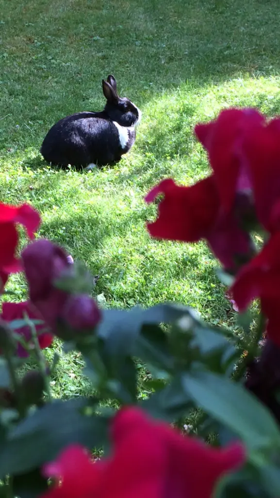 Condolence image of Drina mit Jasper im Herzen