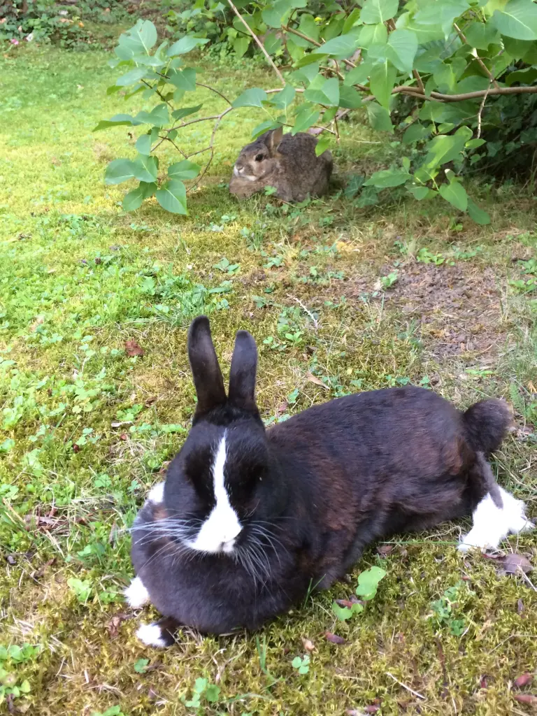 Condolence image of Drina mit Jasper im Herzen