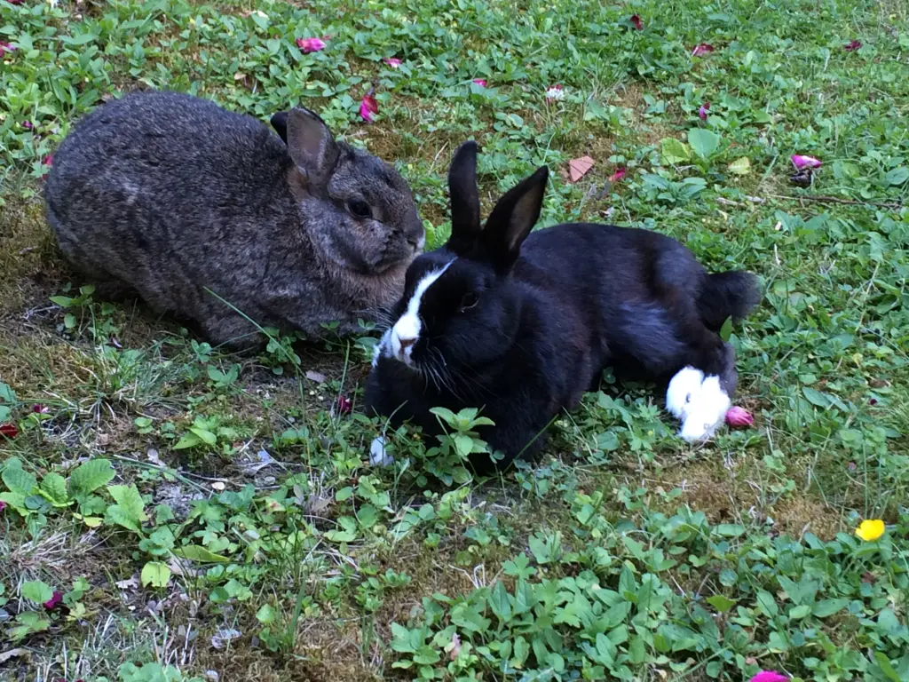 Condolence image of Drina mit Jasper im Herzen