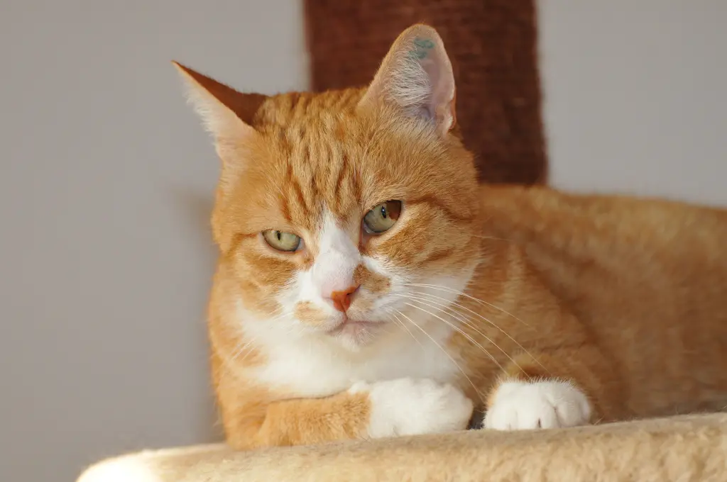 Condolence image of Renate mit Seelenkater Gustav und Engelchen Puschel