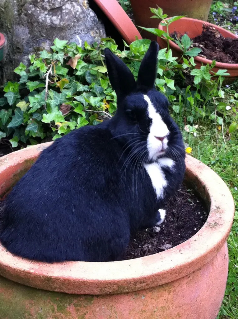 Condolence image of Unser Jasper ❤️