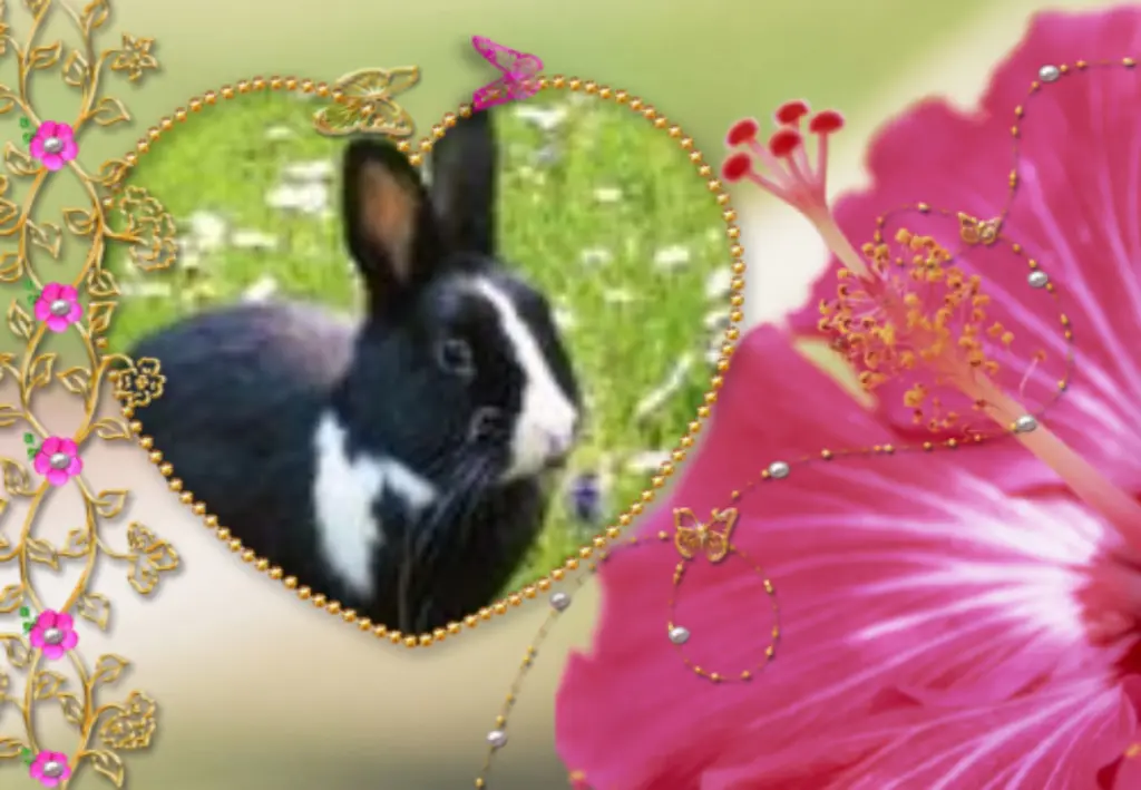 Condolence image of Fur Jasper❤