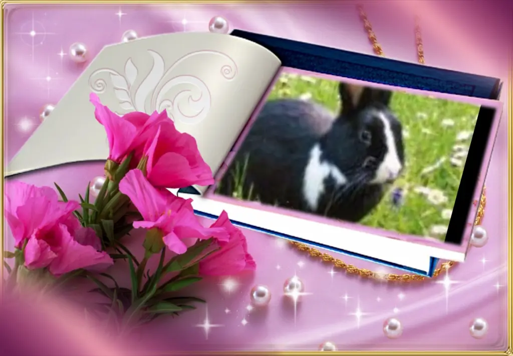 Condolence image of Fur Liebe Jasper❤