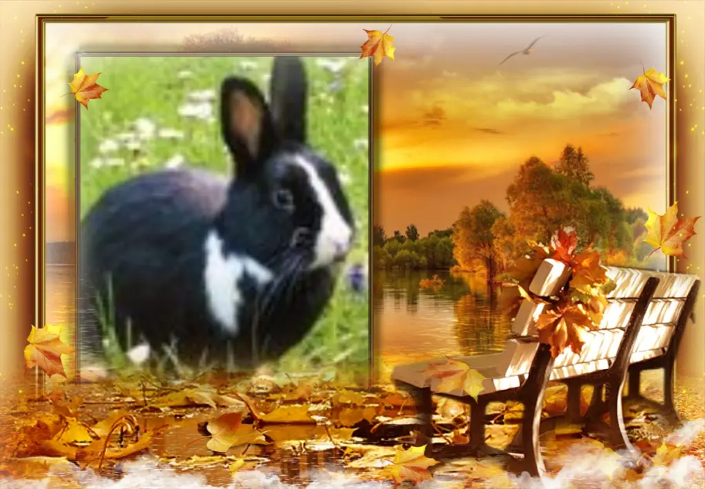 Condolence image of ❤Fur Liebe Jasper❤