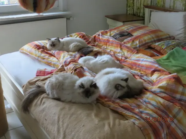 Condolence image of Uschi mit Seelenkatzen Jojo und Merlin