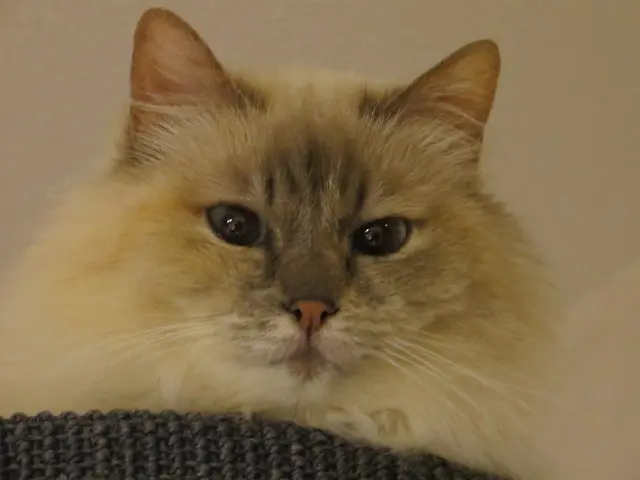 Condolence image of Uschi mit Seelenkatzen Jojo und Merlin