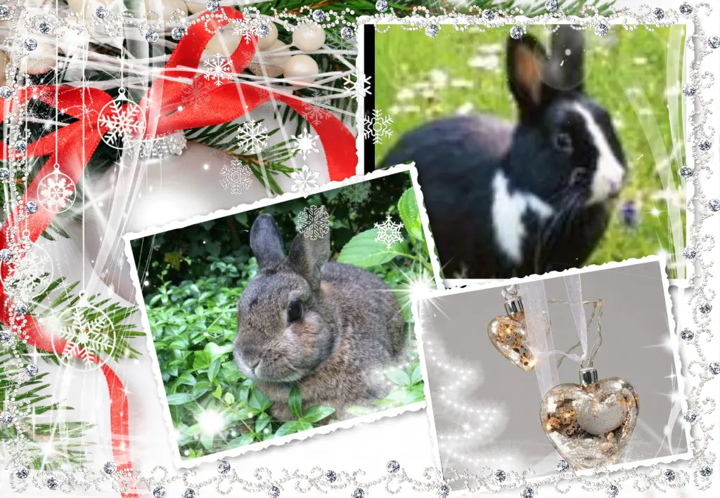Condolence image of Klaudia mit Misiu❤❤❤Ganz Tief im Herzen❤