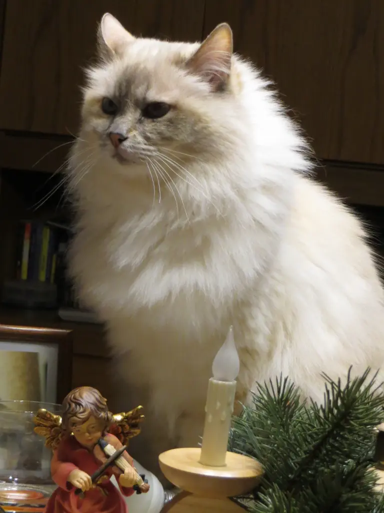Condolence image of Uschi mit Seelenkatzen Jojo und Merlin