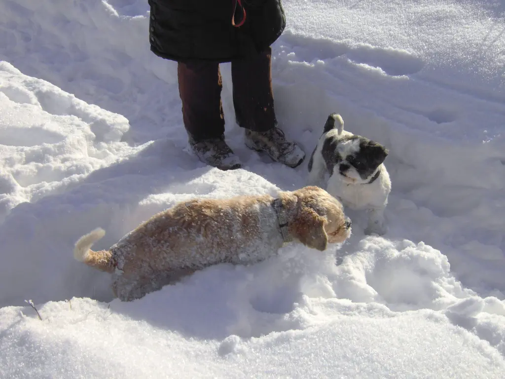 Condolence image of Marika mit Balou und Hippo im Herzen