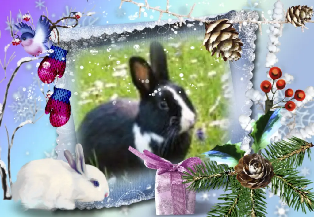 Condolence image of Klaudia mit Misiu❤❤❤Ganz Tief im Herzen❤