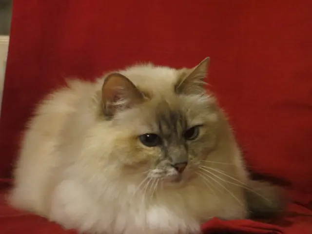 Condolence image of Uschi mit Seelenkatzen Jojo und Merlin