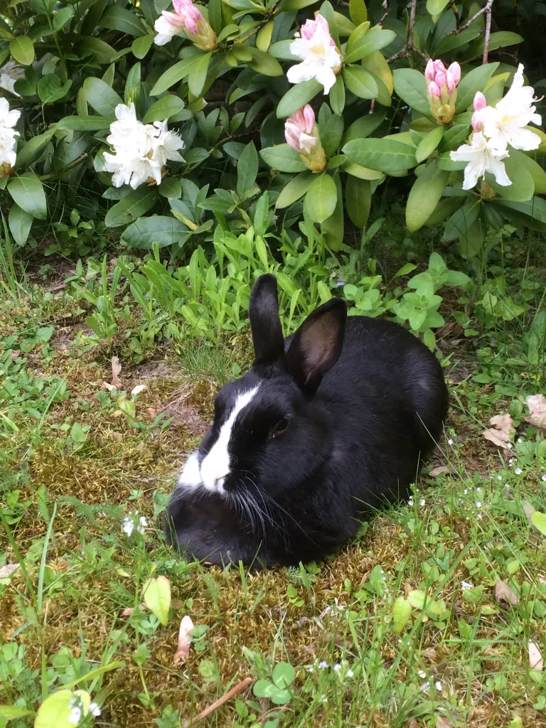 Condolence image of Sonntagsrosen