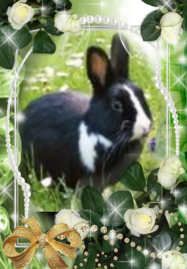 Condolence image of Liebe Jasper❤️