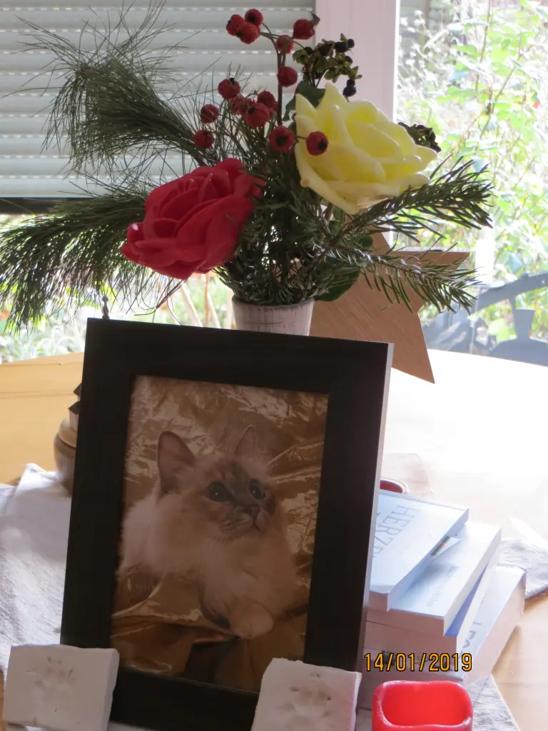 Condolence image of Uschi mit Seelenkatze Merlin und Jojo