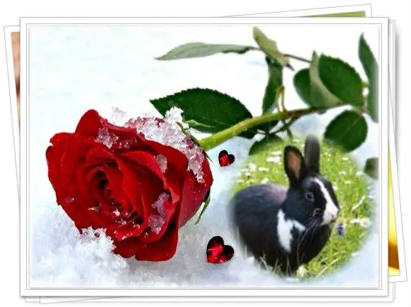 Condolence image of Liebe Jasper❤️