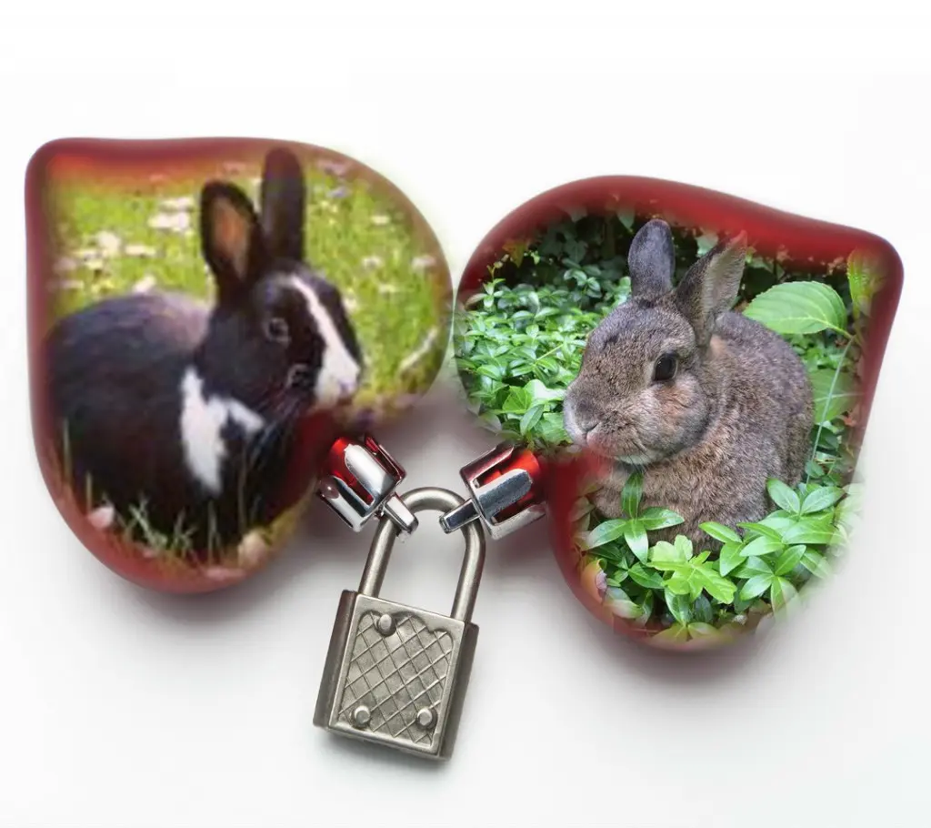 Condolence image of Sonntags Rosen❤️Fur Liebe Jasper❤️
