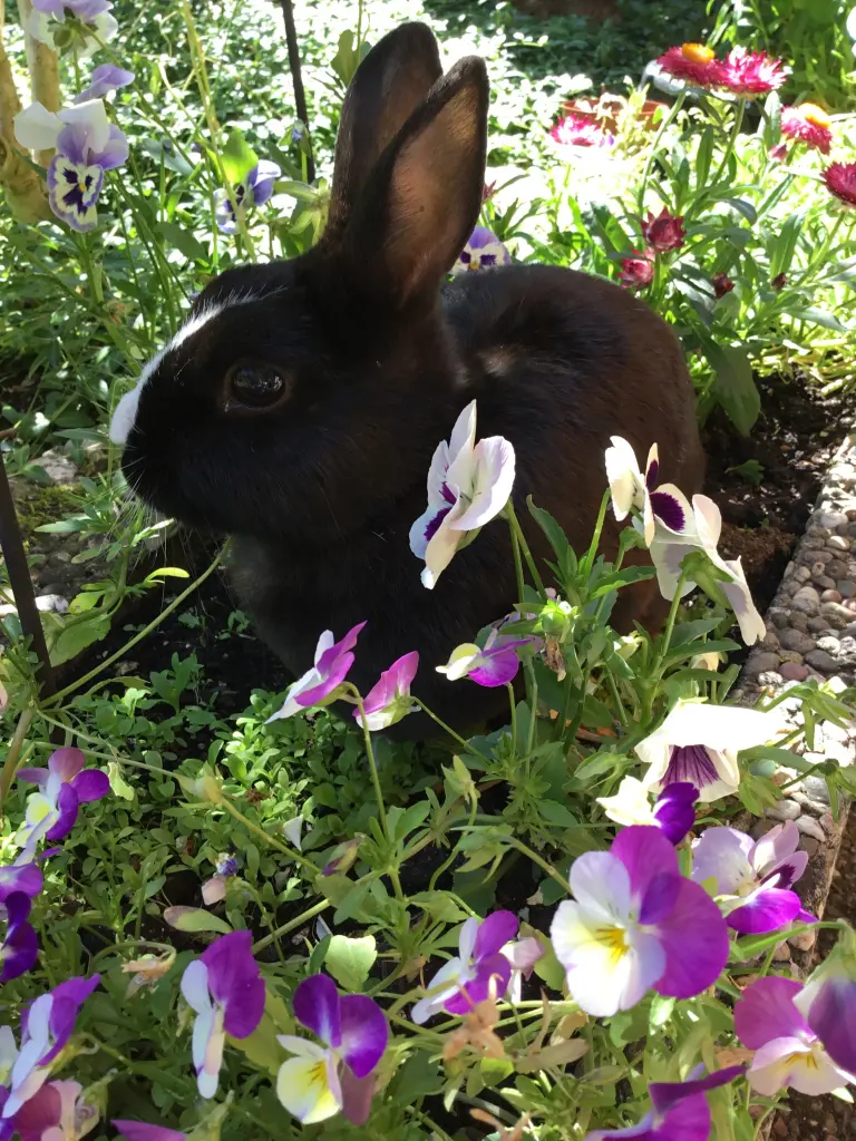 Condolence image of Sweet Jasperle