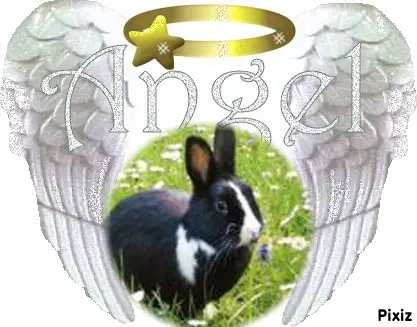Condolence image of Fur Jasperchen❤️