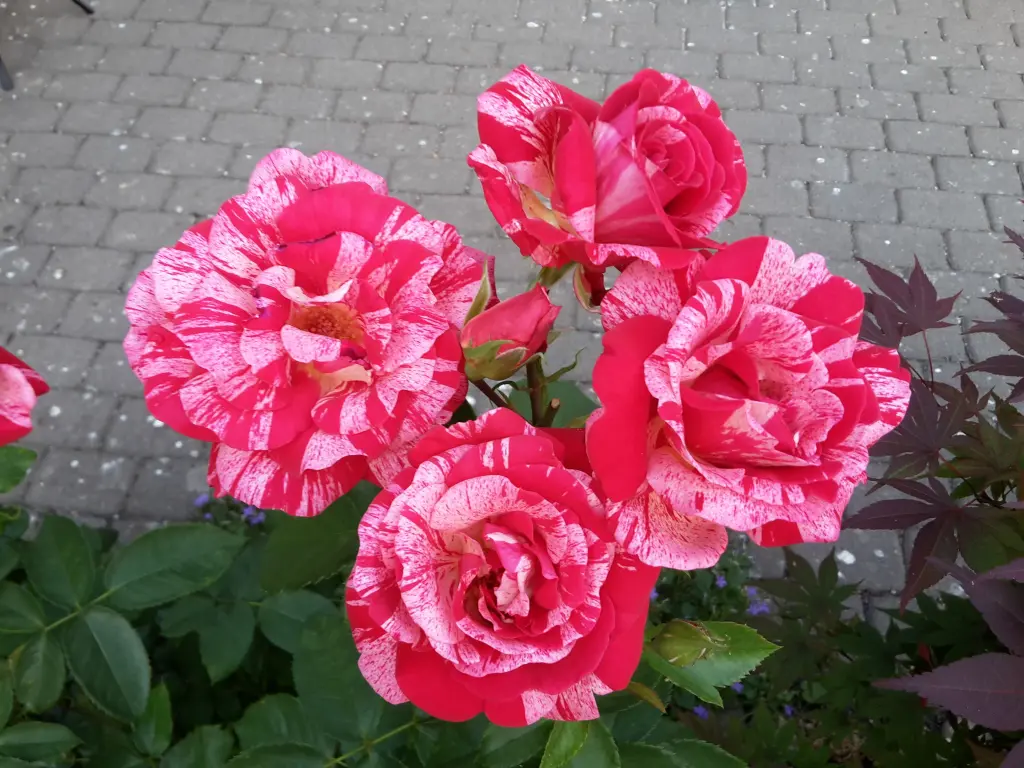 Condolence image of Jutta mit Purzel tief im Herzen ✟ 08.05.2016