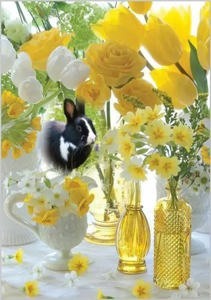 Condolence image of ❤️Sonntags Rosen fur Jasper❤️