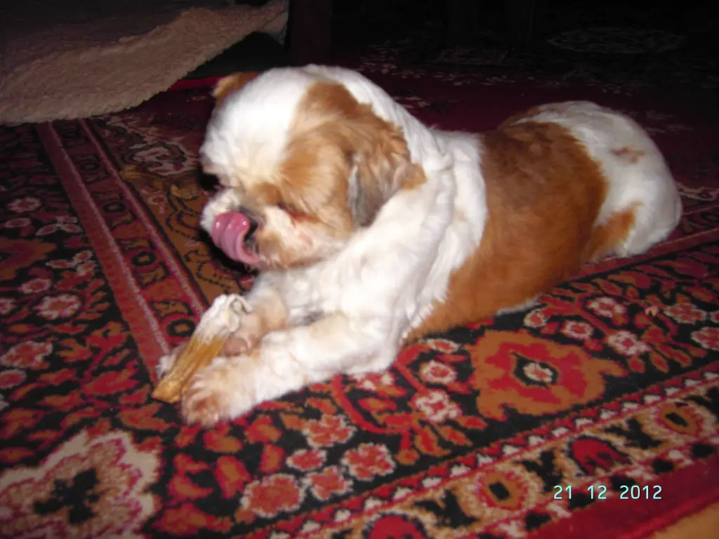 Condolence image of Marika mit Balou und Hippo im Herzen