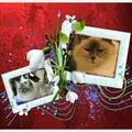Condolence image of Uschi mit Seelenkatzen Jojo und Merlin