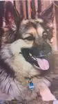 Condolence image of Susanne mit Rusty im Herzen ♥️ 