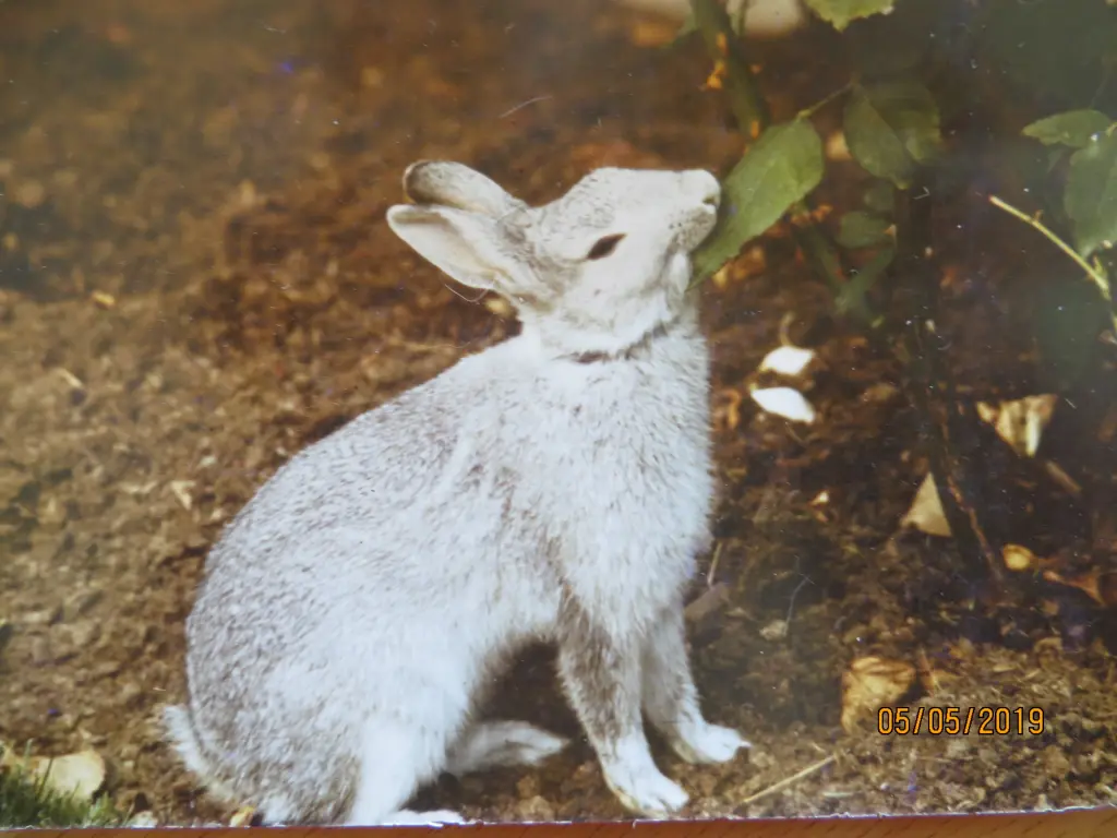 Condolence image of Uschi mit Seelenkatzen Jojo und Merlin