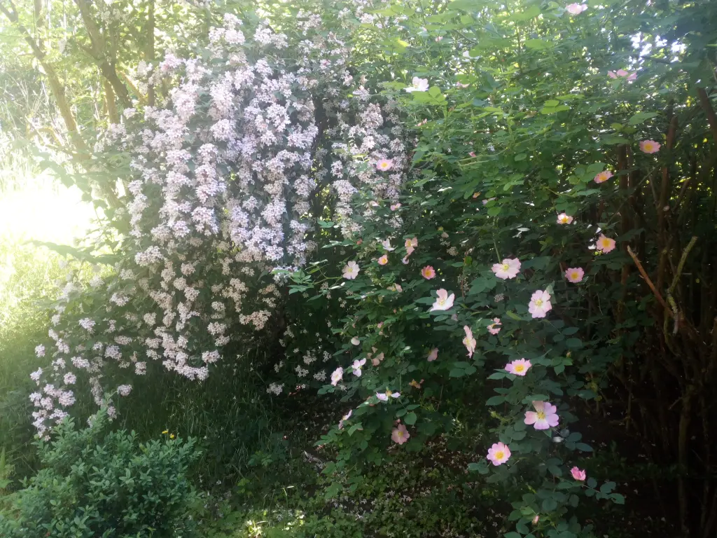 Condolence image of Rosen für Jasper zum Geburtstag