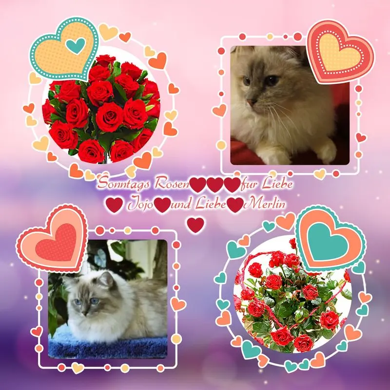Condolence image of Uschi mit Seelenkatzen Jojo und Merlin