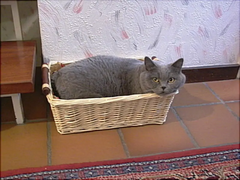 Condolence image of Hans u. Sibylle mit Momo † 13.11.2017
