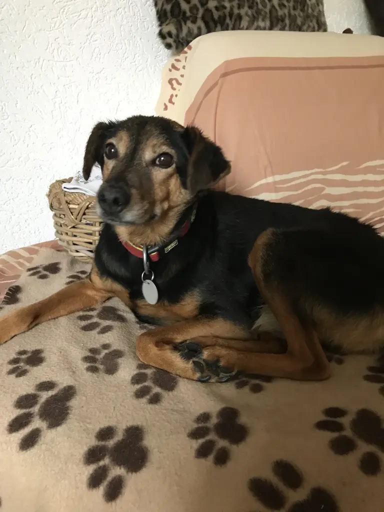 Condolence image of Susanne mit Rusty im Herzen 