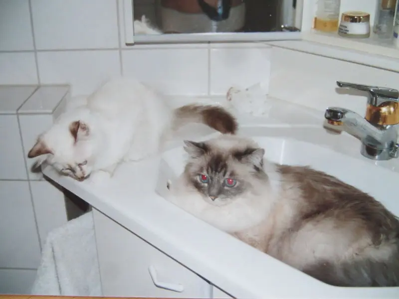 Condolence image of Uschi mit Seelenfreunden  Shiva, Jojo und Merlin
