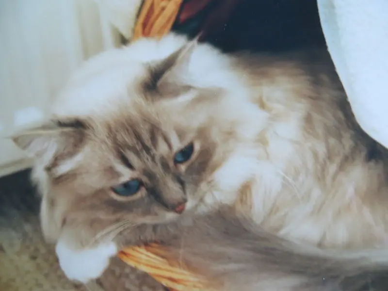 Condolence image of Merlin, Regenbogenland