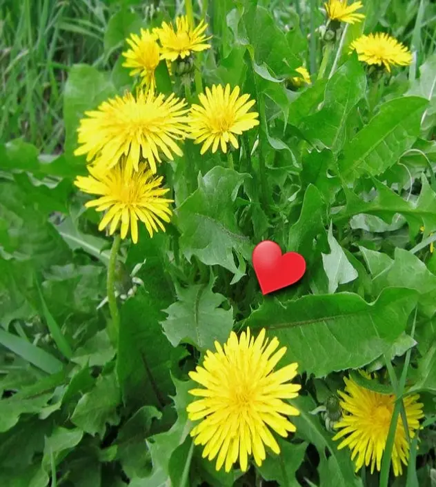 Condolence image of Unbekannt