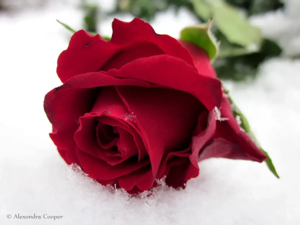 Condolence image of Brigitta♥Sam