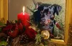 Condolence image of Marga mit Rambo im Herzen